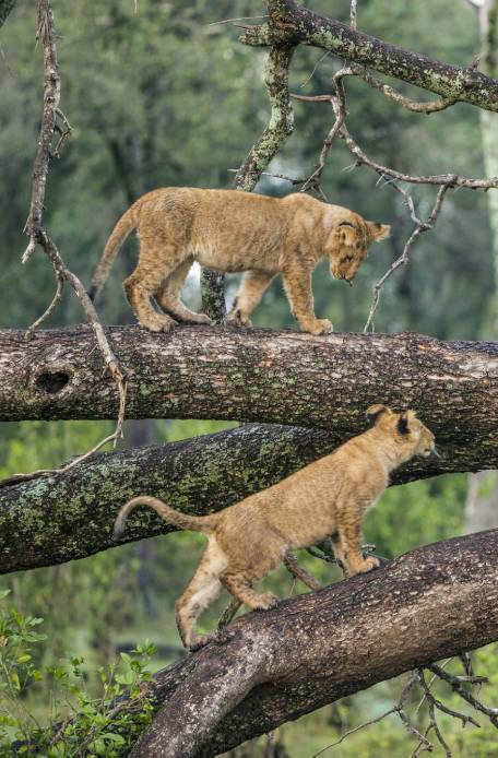 Lake Manyara, Serengeti & Ngorongoro Crater Lake Manyara, Serengeti & Ngorongoro Crater